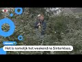 Veel gezinnen halen dit weekend een kerstboom