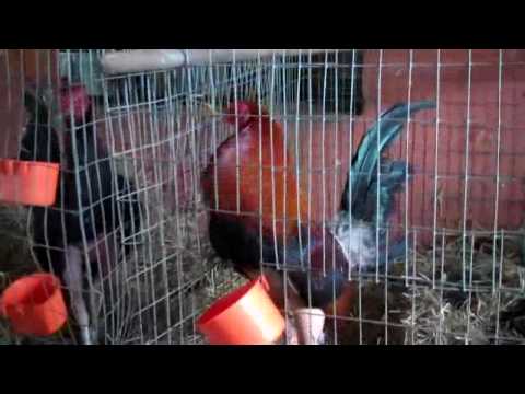 Super Gallo  Presenta: El Combo De  Los Galleros