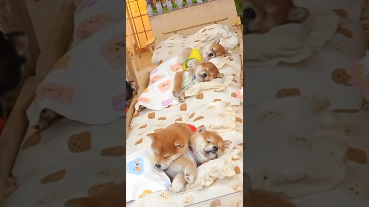 起きたと思ったら、またそこで寝てた🐶💤 Thought he woke up… but he fell asleep again 。#柴犬 #pets