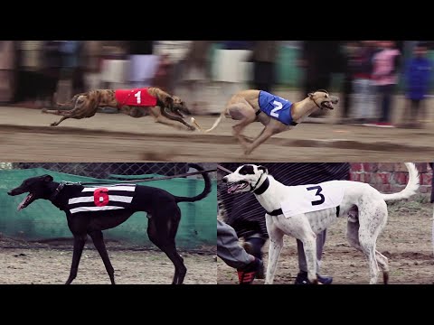 derby race 2022 | derby lane dog track race | greyhound racing
