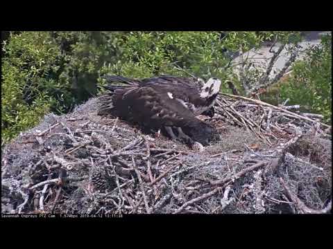 Savannah Osprey Cam ~ Scarlett Dares Intruder To Land!  April 12, 2019