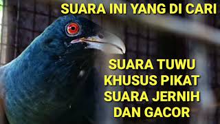 Download lagu SUARA PIKAT BURUNG TUWU JERNIH COCOK BUAT PIKAT mp3 Download lagu SUARA PIKAT BURUNG TUWU JERNIH COCOK BUAT PIKAT mp3