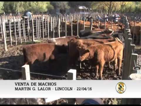 22-04-16 Venta de Machos - Martin G. Lalor S.A. - Lincoln.