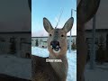Deer Core 🤣😭 (Credit to funnypets722 on tiktok)