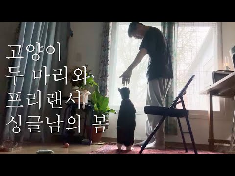 고양이 두 마리를 키우는 프리랜서 독거남의 봄!! 버겁지 않아 절대로로로로~