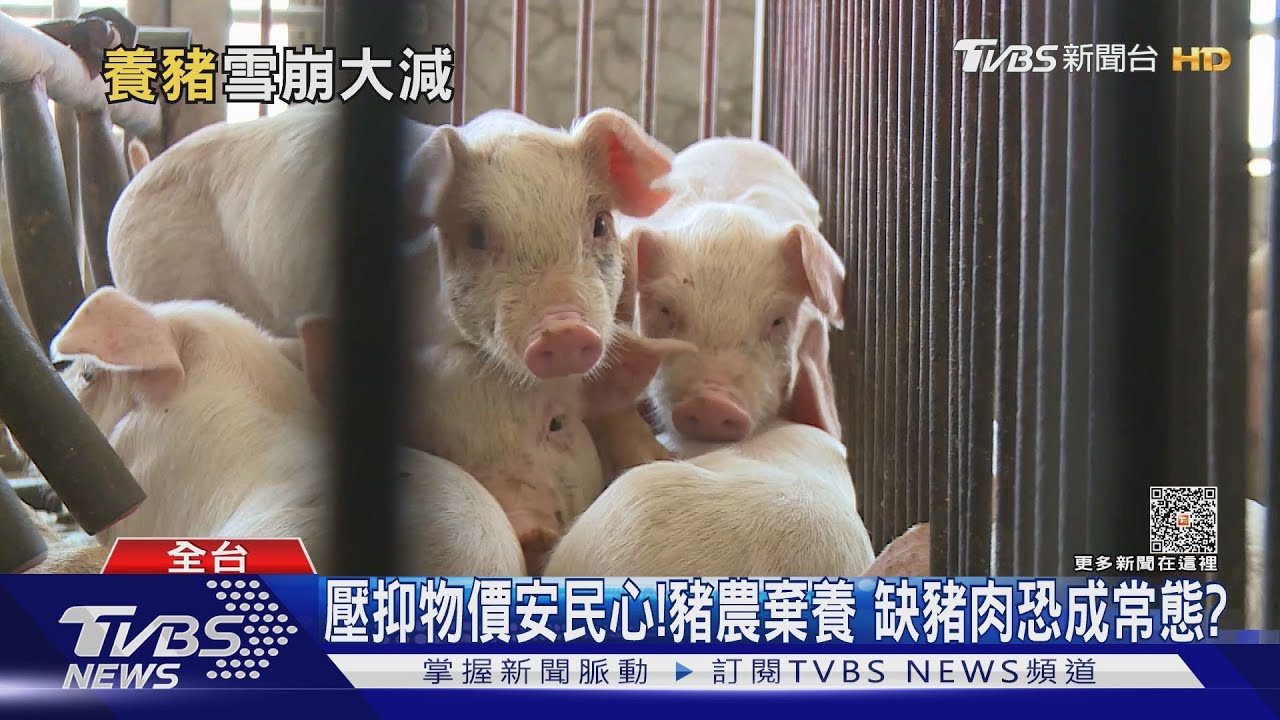 打壓豬價、補貼進口!豬農虧本棄養 養豬場數、毛豬在養量雙創新低