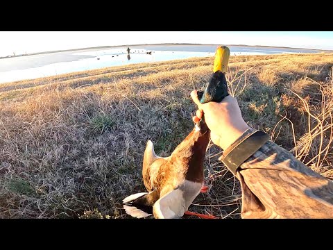 Caza Y Cocina De Patos Salvajes