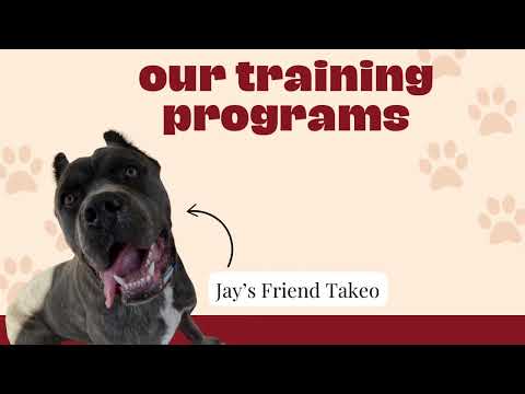 Jay&rsquo;s Friends Dog Training video.