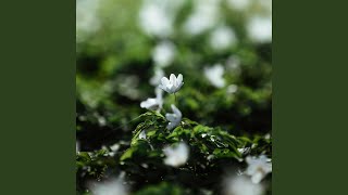 Cover art for Fallen down (piano slowed and reverbed)