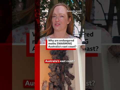 Why are endangered moths swarming Australia's east coast? #BBCNews