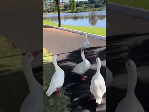 Morrinhos - Go #goias #youtubeshort #paisagemnatural