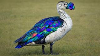 Top 20 Most Beautiful Ducks in the World