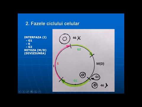CURS 11.1  Ciclul celular