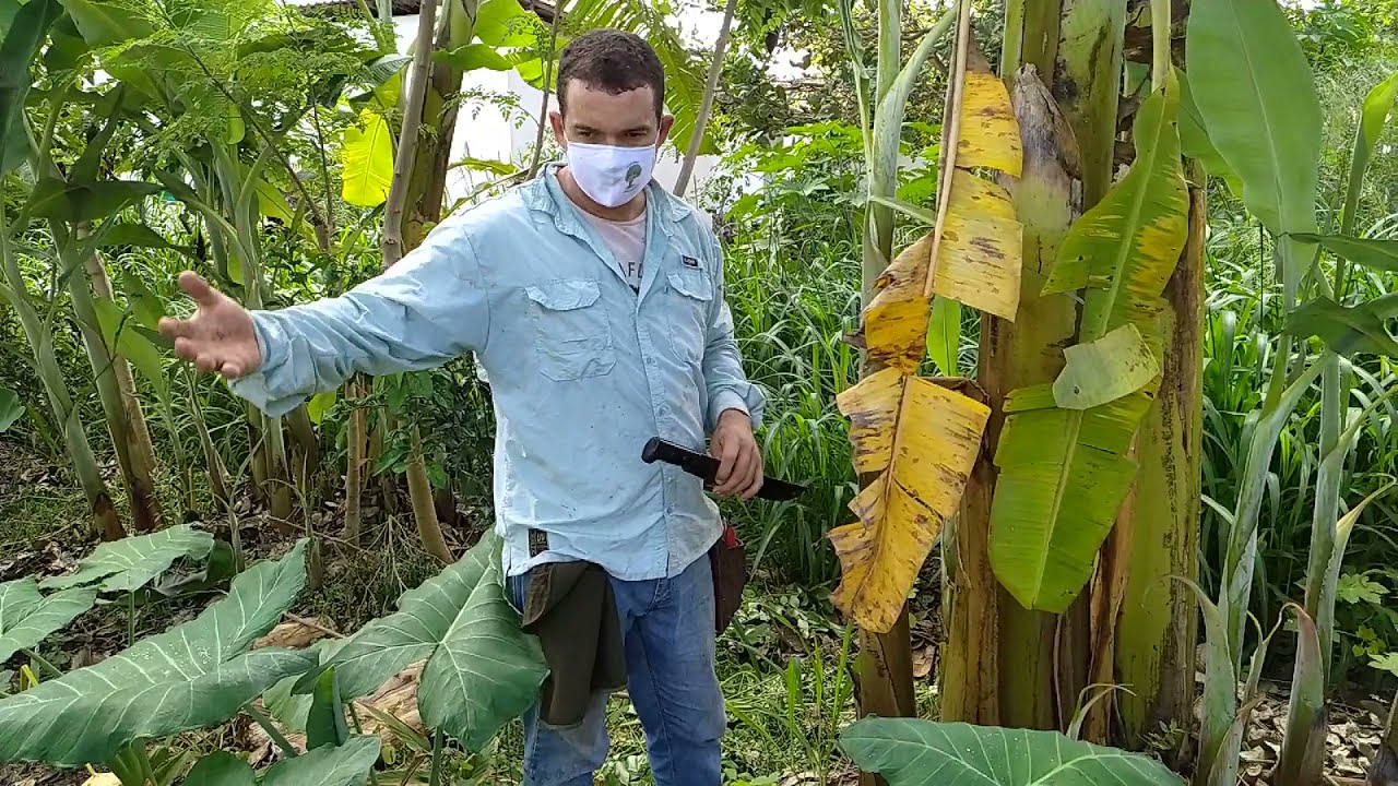 Coringa Agrofloresta: Manejo da bananeira e do citrus na Agrofloresta com Namastê
