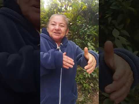 De paceo el chorro Abrego nortsntder Colombia