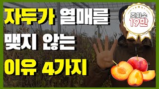 자두 열매가 맺지 않는 이유 4가지