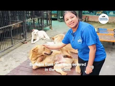 Expand Pawsitive Sanctuary to Save More Stray Anim