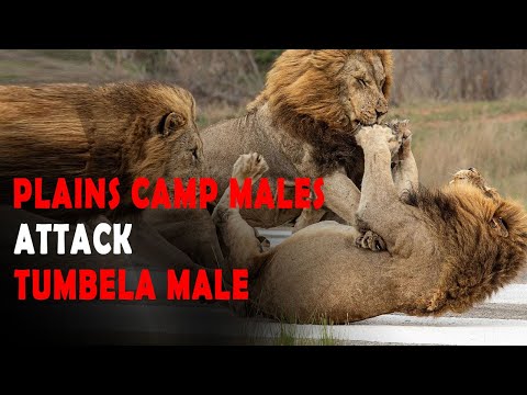 The Story Of Plains Camp Males Attacking A Male Tombela Lion | Lions Of Sabi Sand