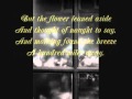 Wind and a Window Flower by Robert Frost (With ...