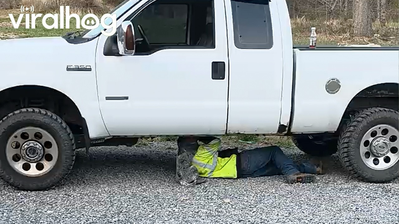 Velcro Pup Won't Let Dad Work on Truck || ViralHog
