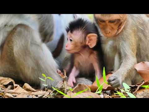 macaque monkey baby weaning