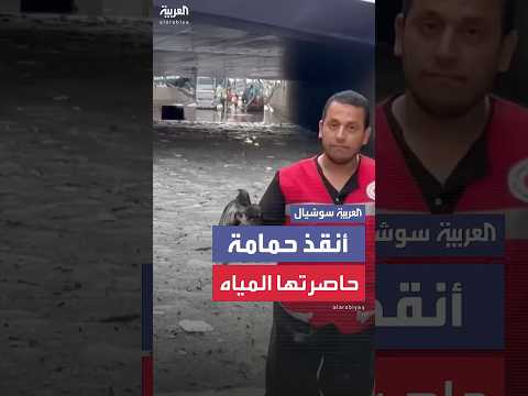 فيديو | أنقذها من الغرق.. مشهد مؤثر لإنقاذ حمامة حاصرتها سيول الإسكندرية