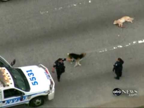Amazing dog video – dog saves a friend dog on highway