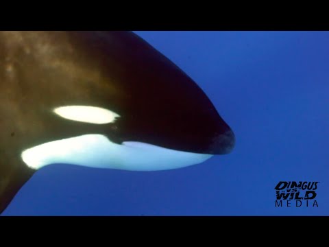 Orcas swimming under tinny on the Ningaloo Reef