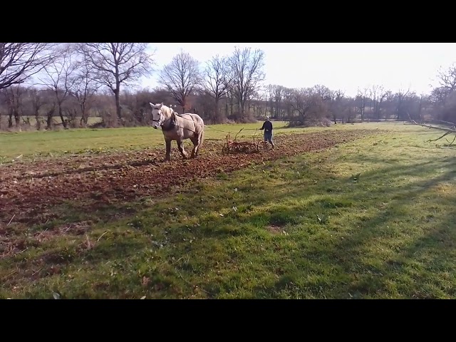 hongre percheron travail du sol