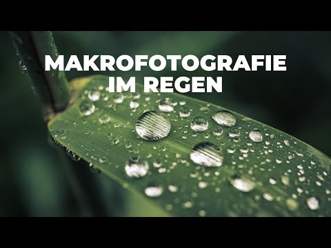 MAKROFOTOGRAFIE im REGEN | WASSERTROPFEN sind tolle MOTIVE