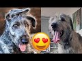 Irish Wolfhound Cute And Funny Videos And Tik Toks Compilation