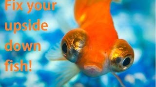 Fix an upside down goldfish! (Swim bladder)