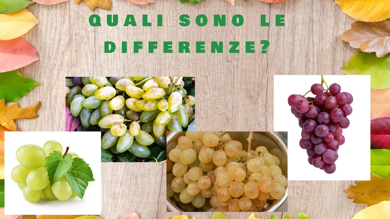 Uva da tavola : Scopri quale varietà fa per te!