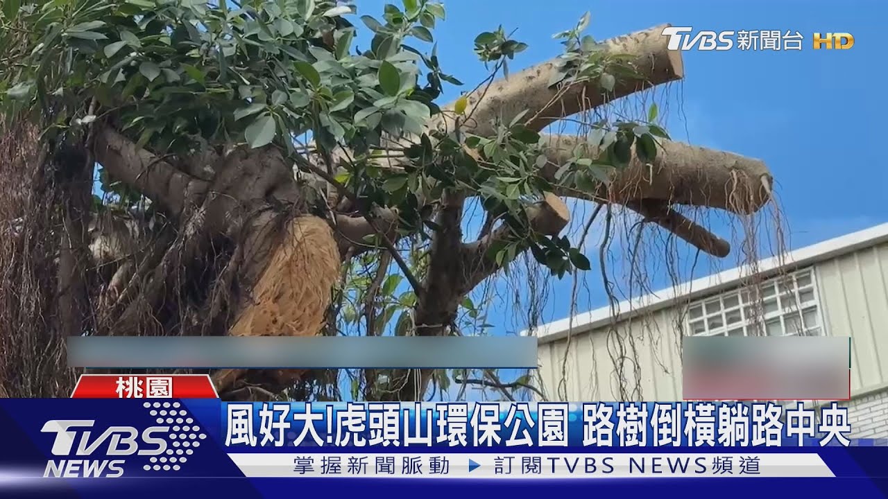颱風逼近！榕樹不敵強風倒塌　壓傷1女3機車