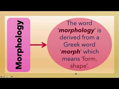 What is Morphology? (L-3)