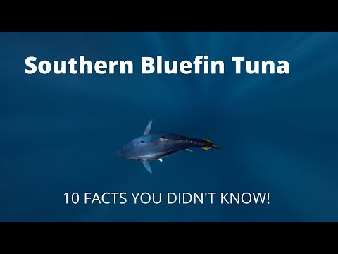 10 Facts You Didn't Know About Southern Bluefin Tuna