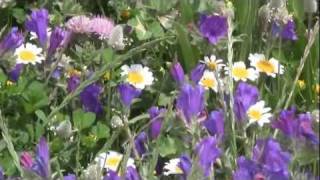 Download lagu Pray4Tunisia - Region of Siliana, Tunisia 002 mp3