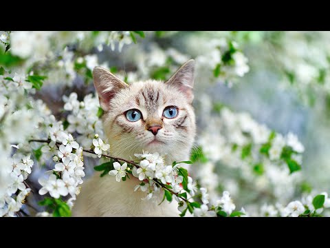 24 Hours Beautiful Music to Relax Cats - Music for Cat's Daily Life, Deep Sleep, Stress Relief 🐱