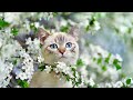 24 Hours Beautiful Music to Relax Cats - Music for Cat's Daily Life, Deep Sleep, Stress Relief🐱