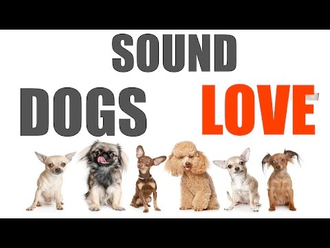 Sound Dogs Love All Time | HQ