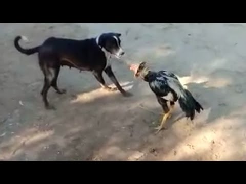 Two dogs fight with small Cock \ funny video