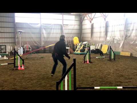 Zayna Agility 9 months