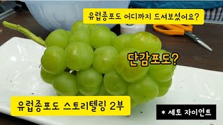 포도명인에게 듣는 유럽종포도 품종설명 및 맛체험 2부