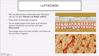 Människokroppen - Film 3 Luftvägar och lungor