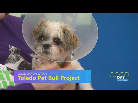 During the season of giving, you can help animal shelters, pets in need | Good Day on WTOL 11