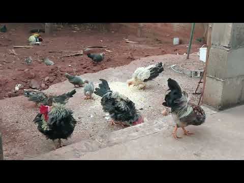 Meus Galizés. Rondon Paraná. 