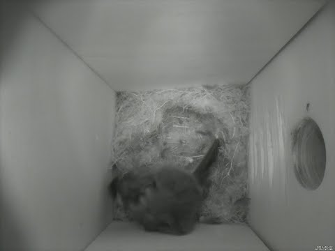 Nestbox 20180822/02:00 - 252 frames with movement