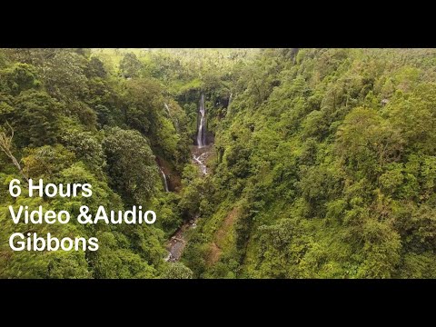 Gibbons Tropical Sounds l 6 Hour Relaxing Nature Sounds of Asia Rainforest