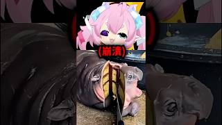 chibi看到最喜歡的河馬寶寶被....#shorts #chibi