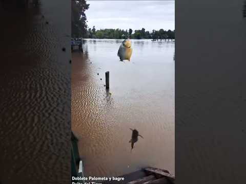 ¡INCREÍBLE DOBLETE! 🎣 Sacamos Palometa y Bagre JUNTOS en el Delta del Tigre #pesca #fishing